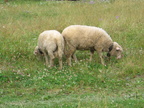2005
